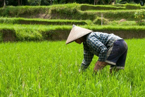 things to do bali