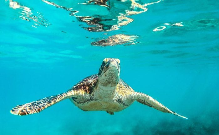 sustainable traveler