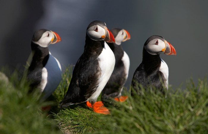 visitar islandia en verano