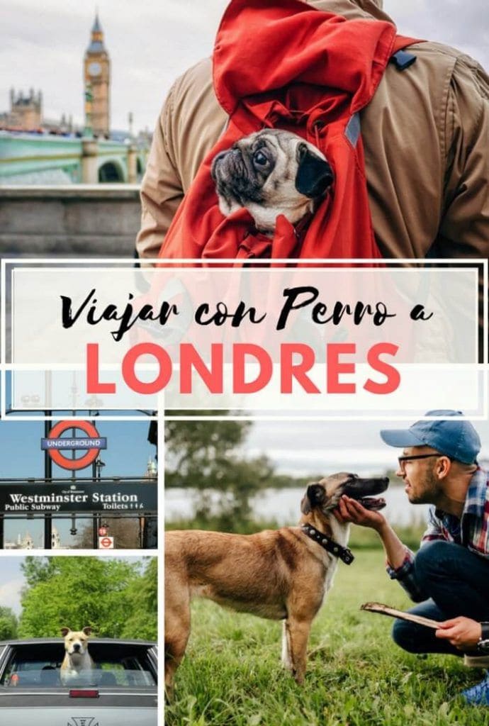 Viajar a Londres con mascota 690x1024