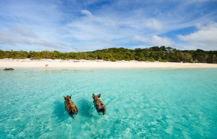 excursiones a bahamas desde miami