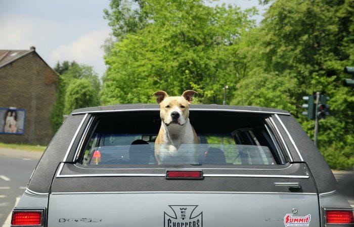 quiero viajar con mi perro a Londres