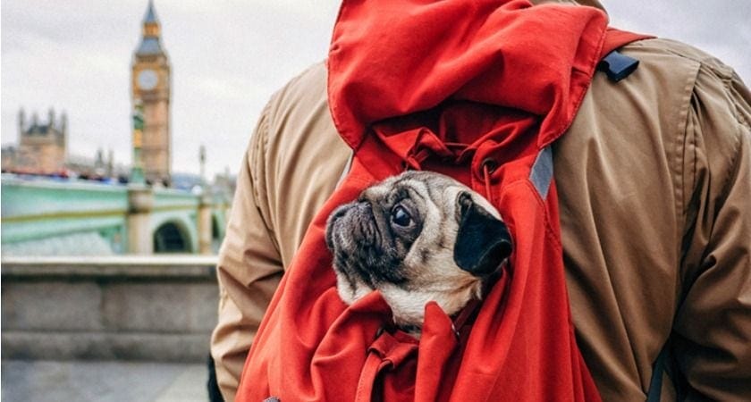 viajar a londres con perro