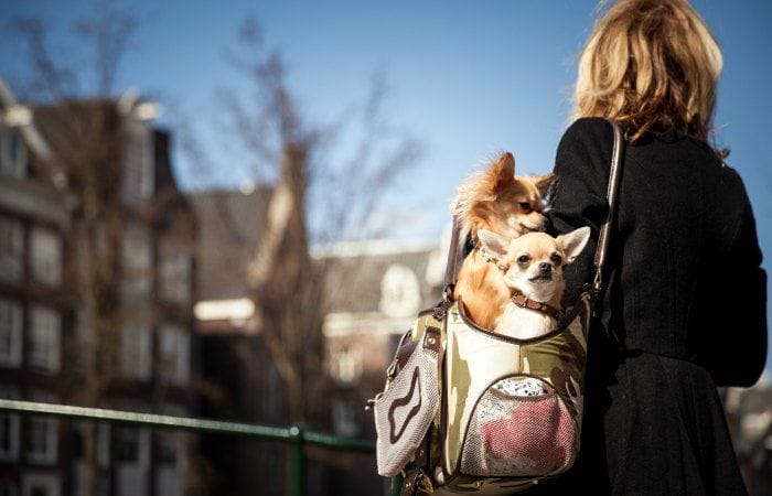 vuelos a londres con perro