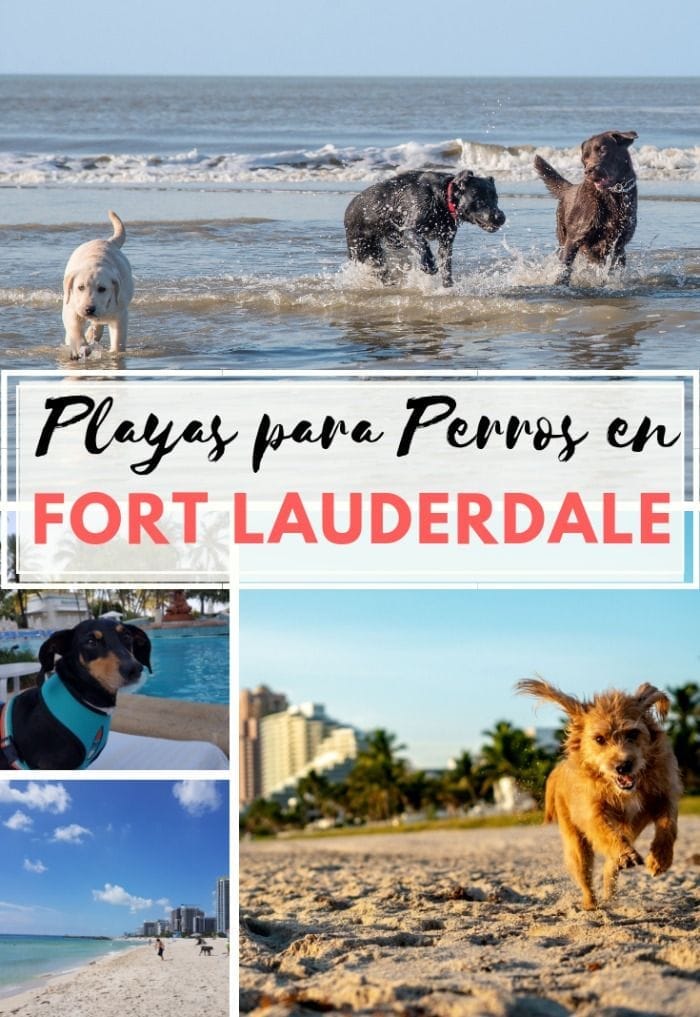 mejores playas para perros en fort lauderdale