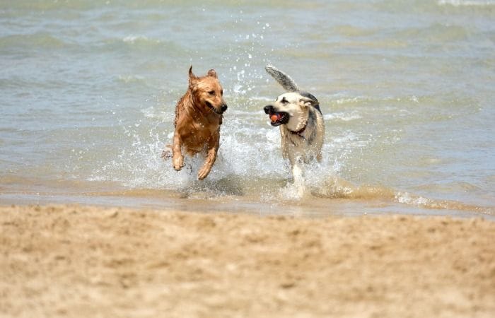 playas para perros al sur de florida 1