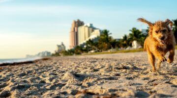 playas para perros en fort lauderdale