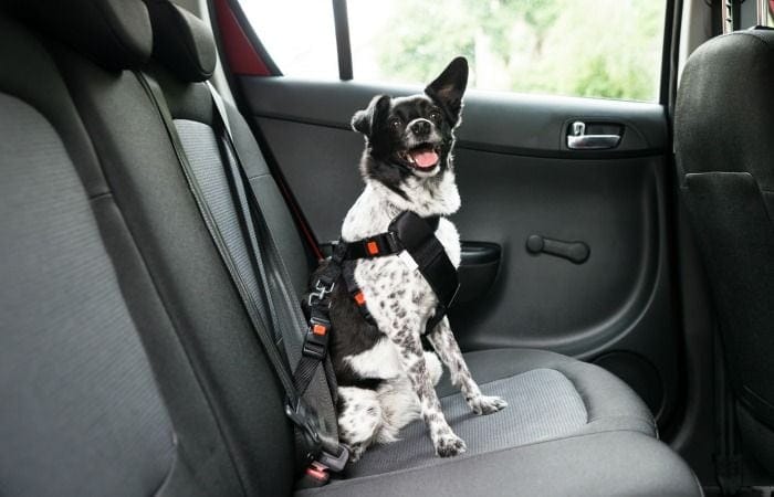 playas pet friendly florida