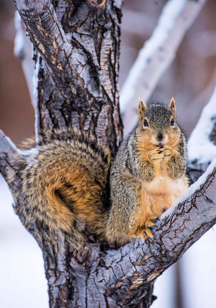 Enjoy Winter in Boulder