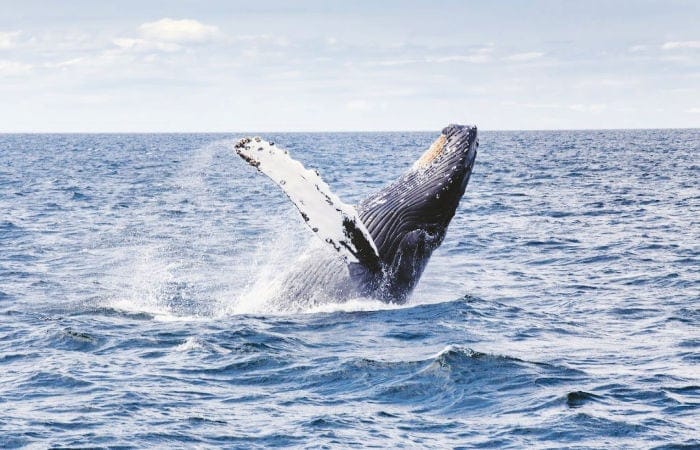 day trips in new england