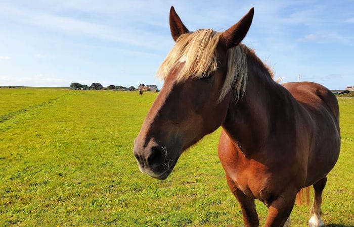 animales alemania
