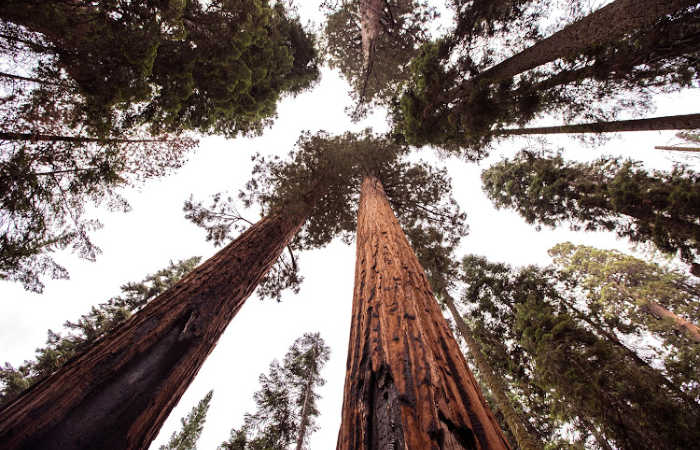 Sequoia National Park United States