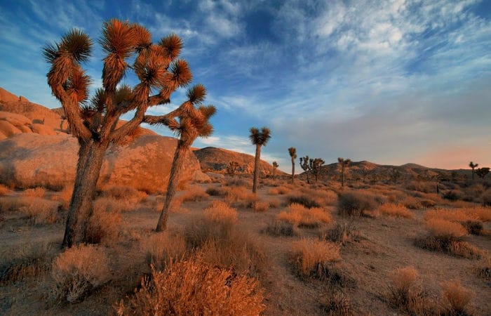 must see national parks Joshua Tree