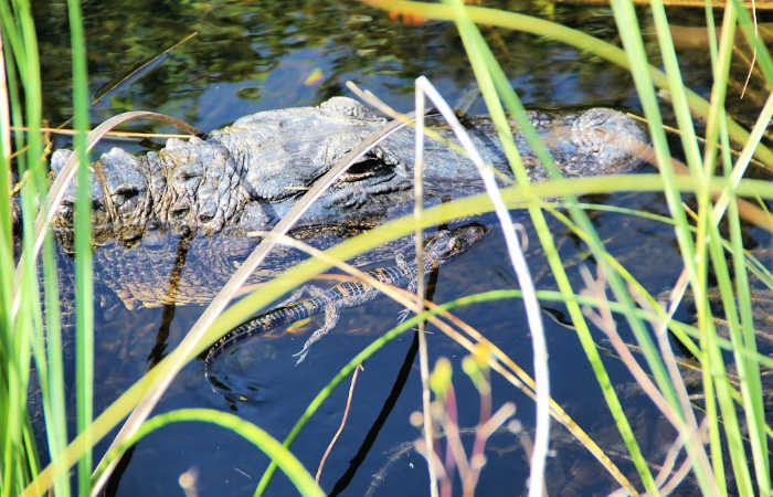 usa national parks tours Everglades