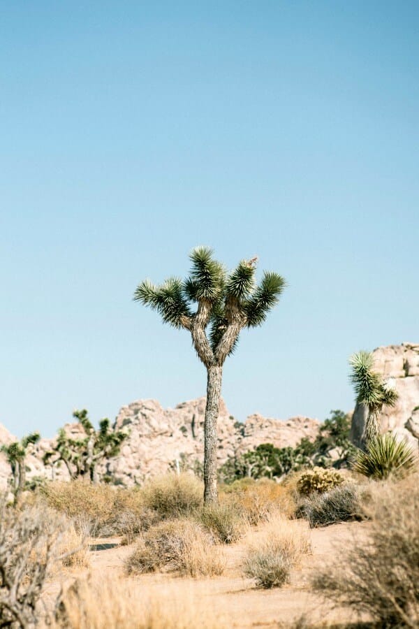 visiting joshua tree national park