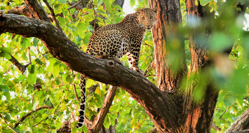 Best Wildlife Holidays in the World