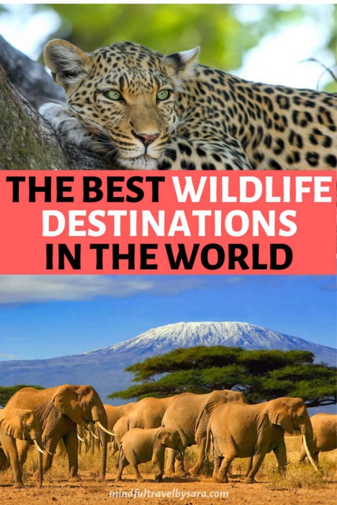 Best Wildlife destinations in the World 683x1024