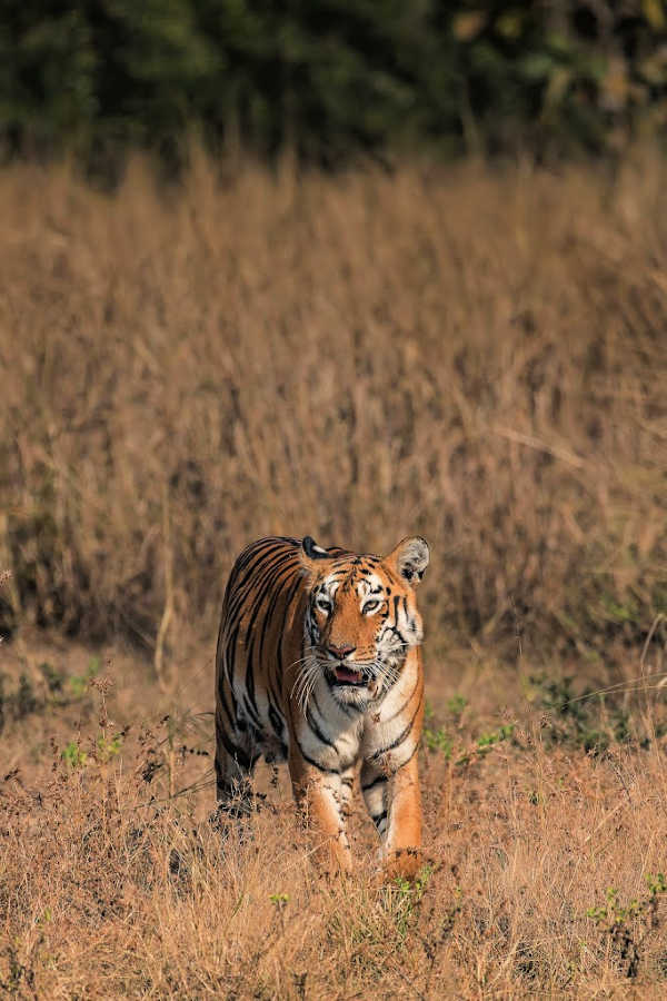 Best wildlife tours in the world
