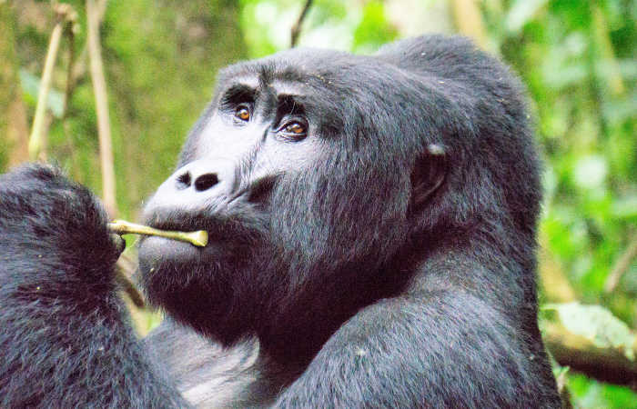 Budget Wildlife Holidays