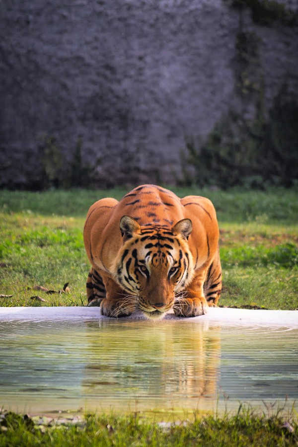 Safari holidays