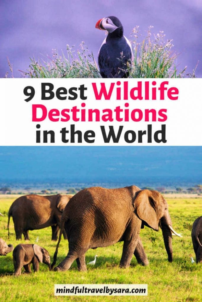 Wildlife destinations 683x1024