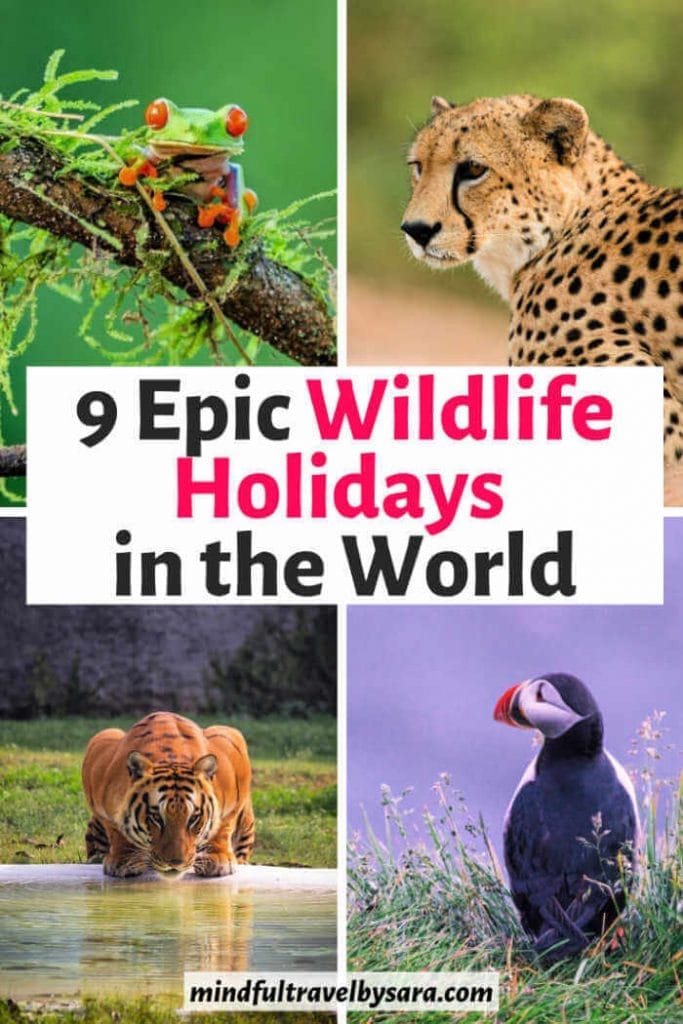 Wildlife holidays 683x1024