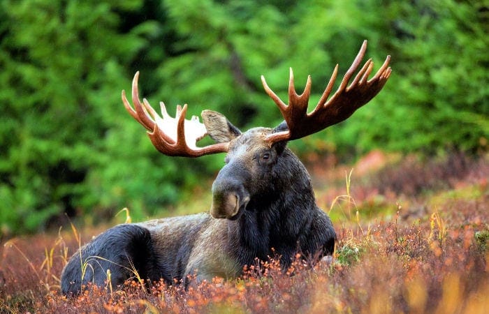 Wildlife tours