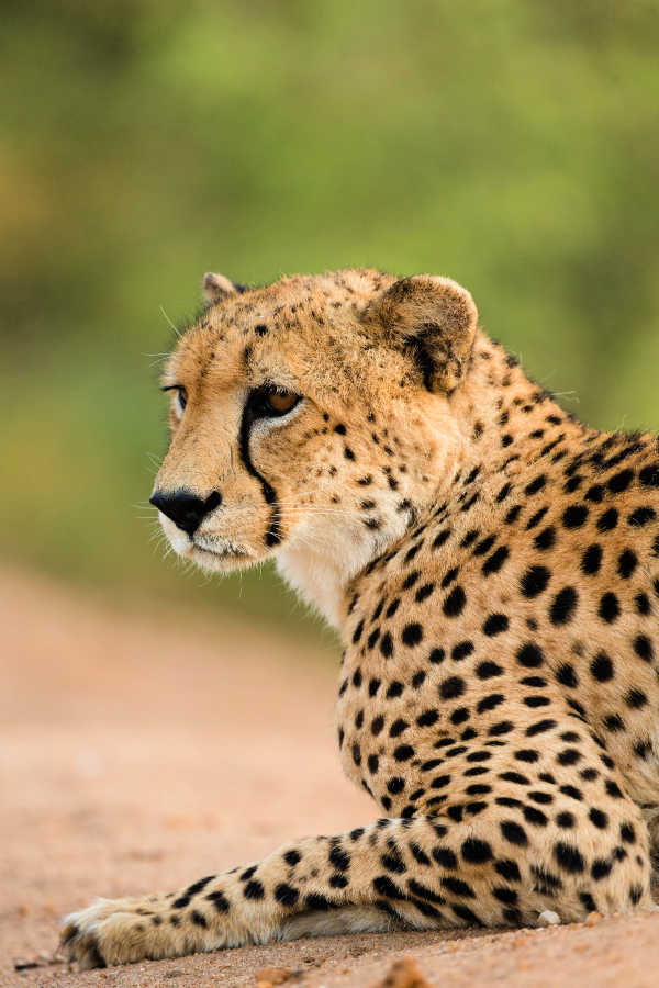 Wildlife travel
