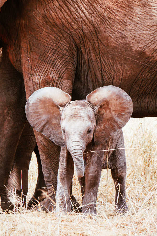 best wildlife holidays december
