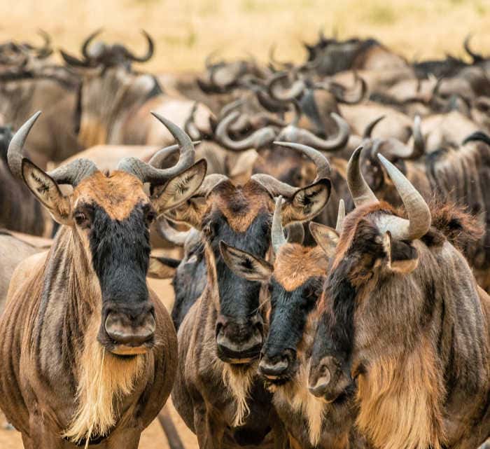 wildlife watching destinations