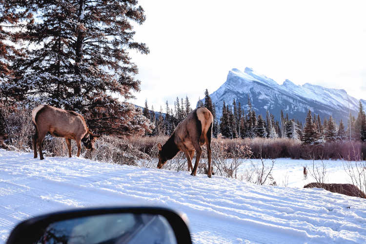 Banff National Park animals