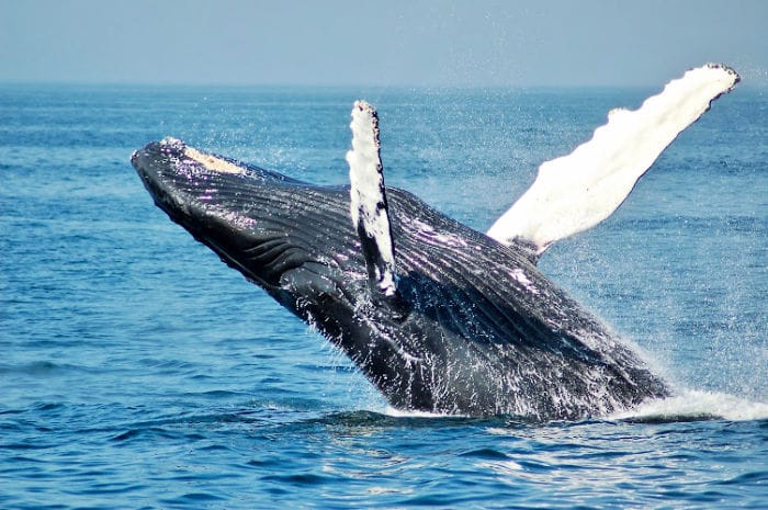 Whale watching Vancouver