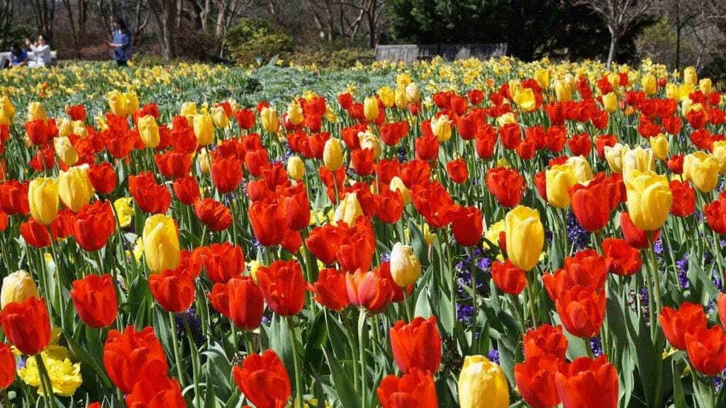 Tulips at the Dallas Arboretum 1024x576