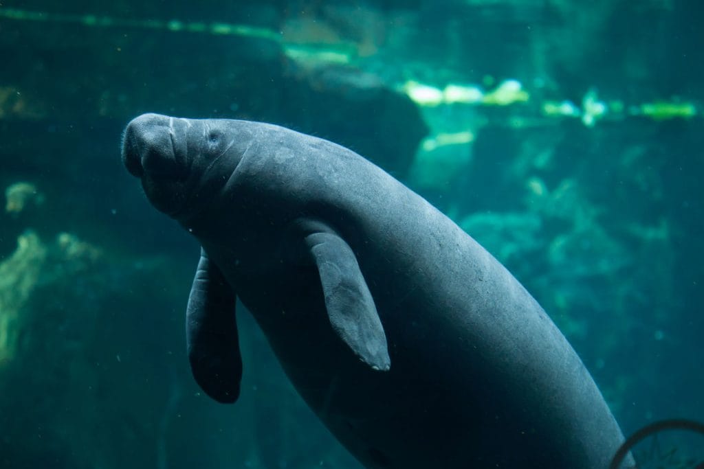 manatee in Dallas world aquarium 1024x683