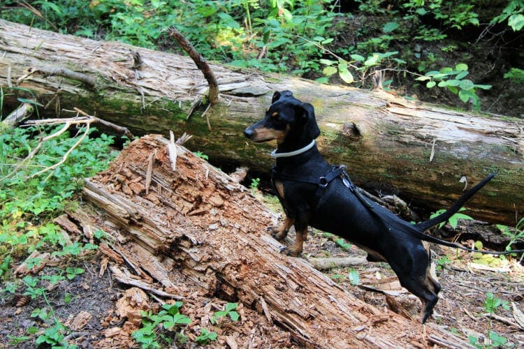 perro jugando en el bosque