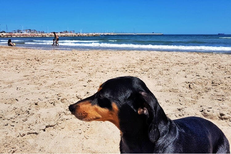 playas dog friendly