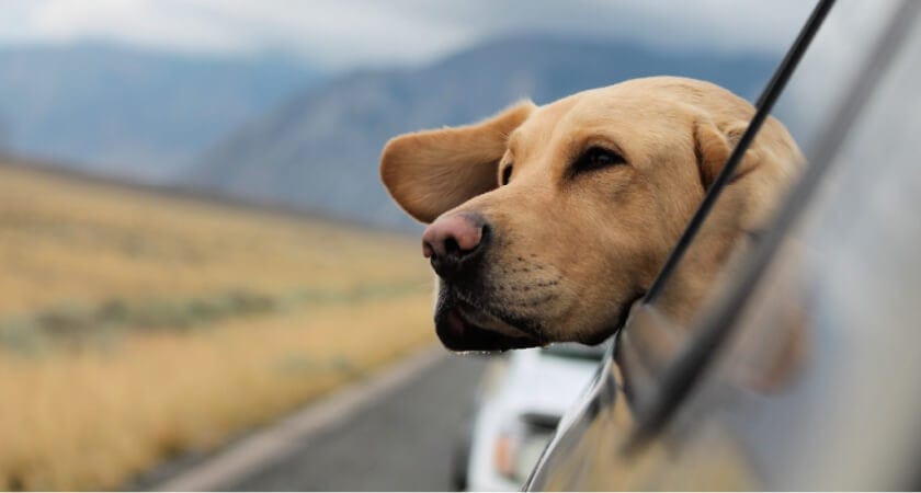 ¿Dónde ir de vacaciones con perro? Top 10 Destinos Pet Friendly