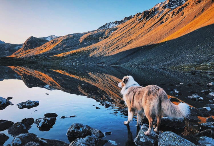 vacaciones con perro en la montaña