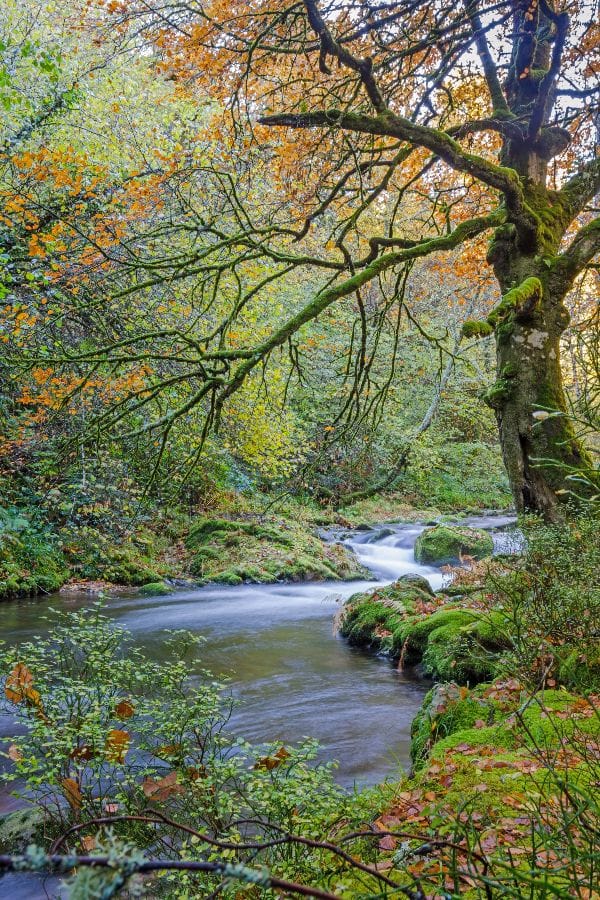 Bosque de Muniellos Pueblos con bosques en España