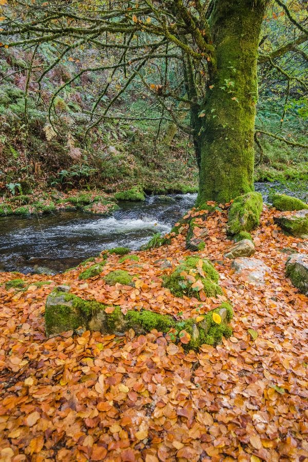 Bosque de Muniellos en otoño