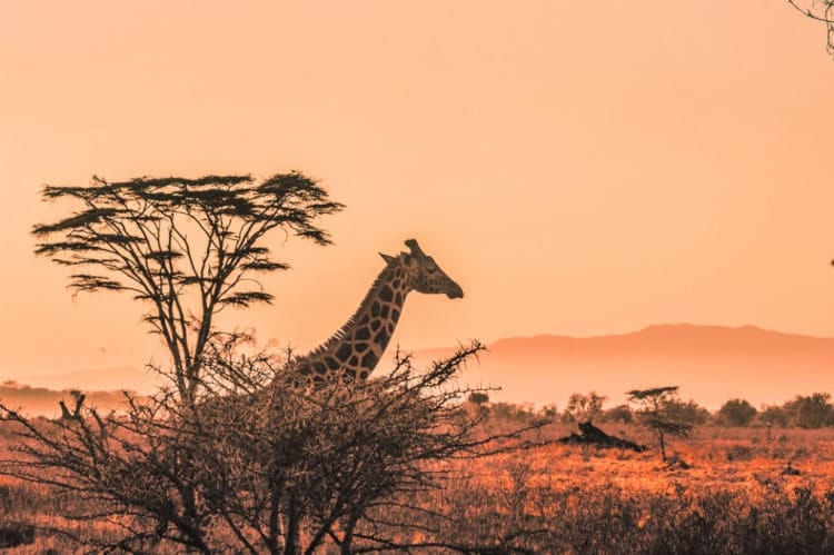 Mejores safaris africanos