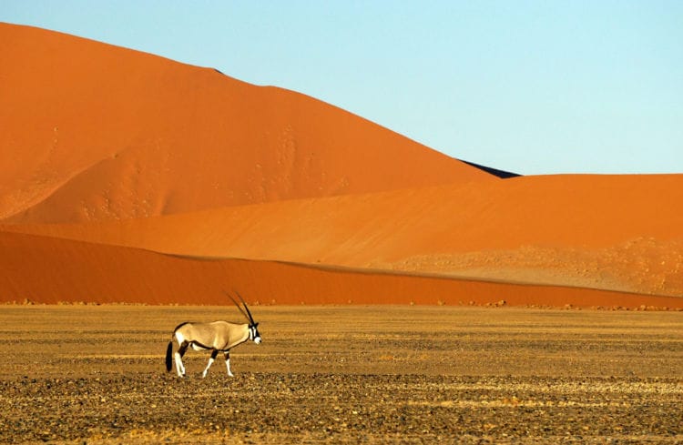 Principales safaris de africa