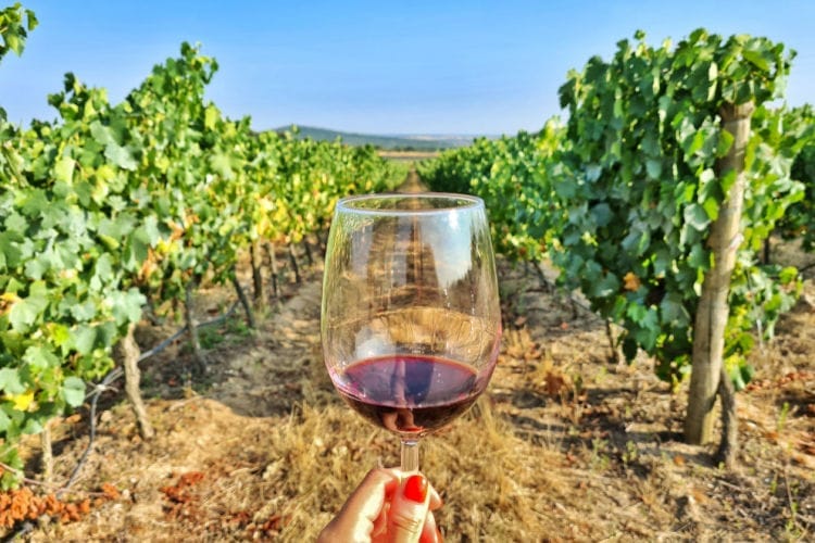 Vino del Alto Alentejo