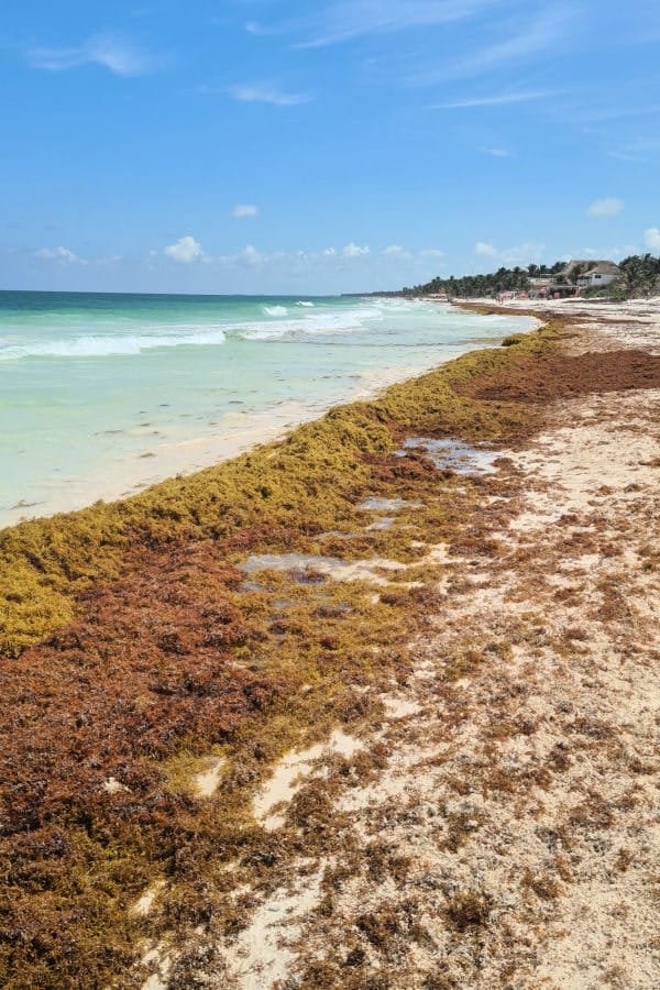 Sargazo en Riviera Maya