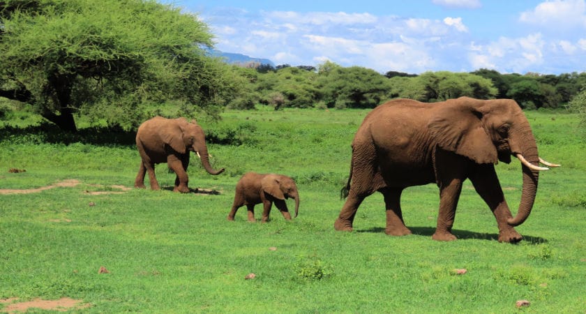 A Complete Guide to the Tanzania e-Visa Application