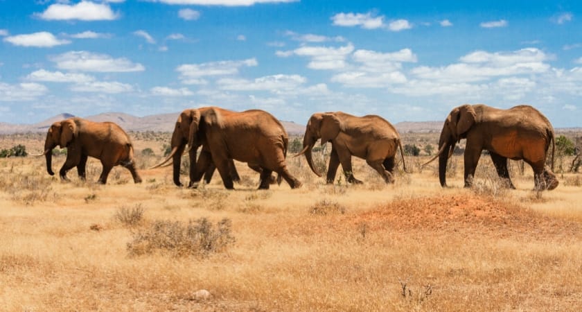 Exploring Kenya Like a Local – a Complete Guide to Visiting Kenya