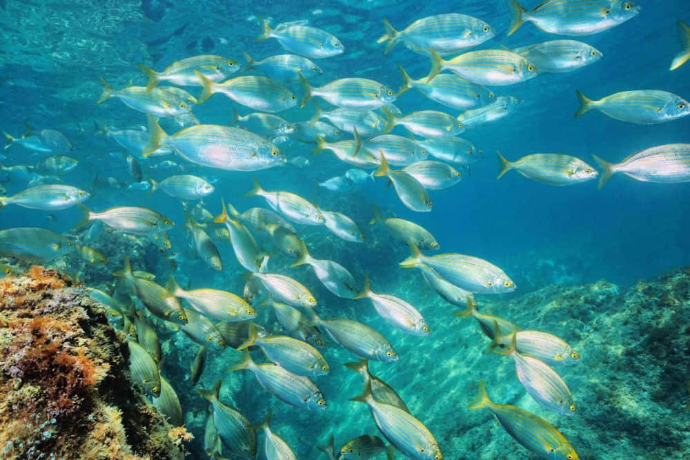 Buceo en Formentera