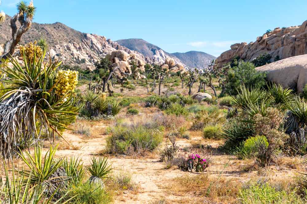 barker dam joshua tree california
