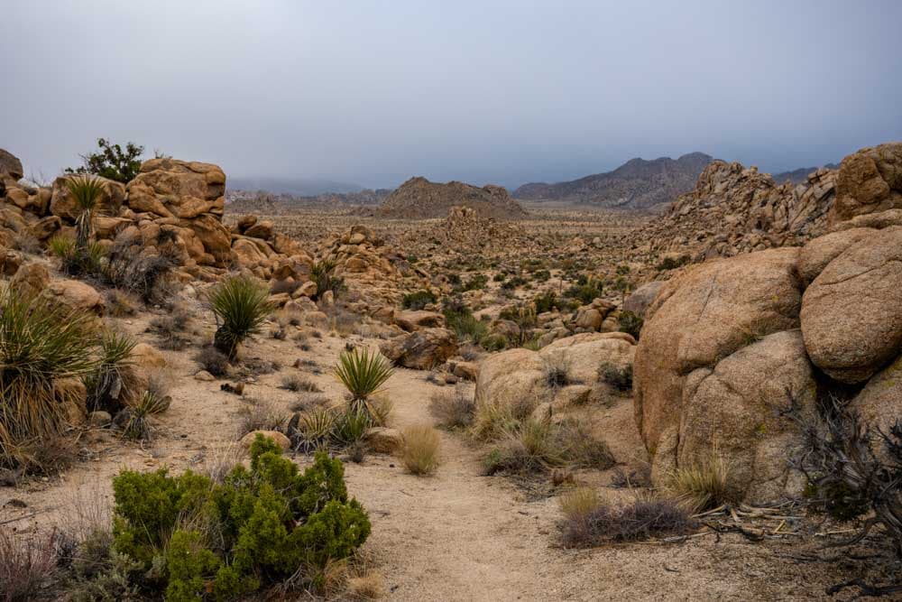 lost mine loop joshua tree national park california
