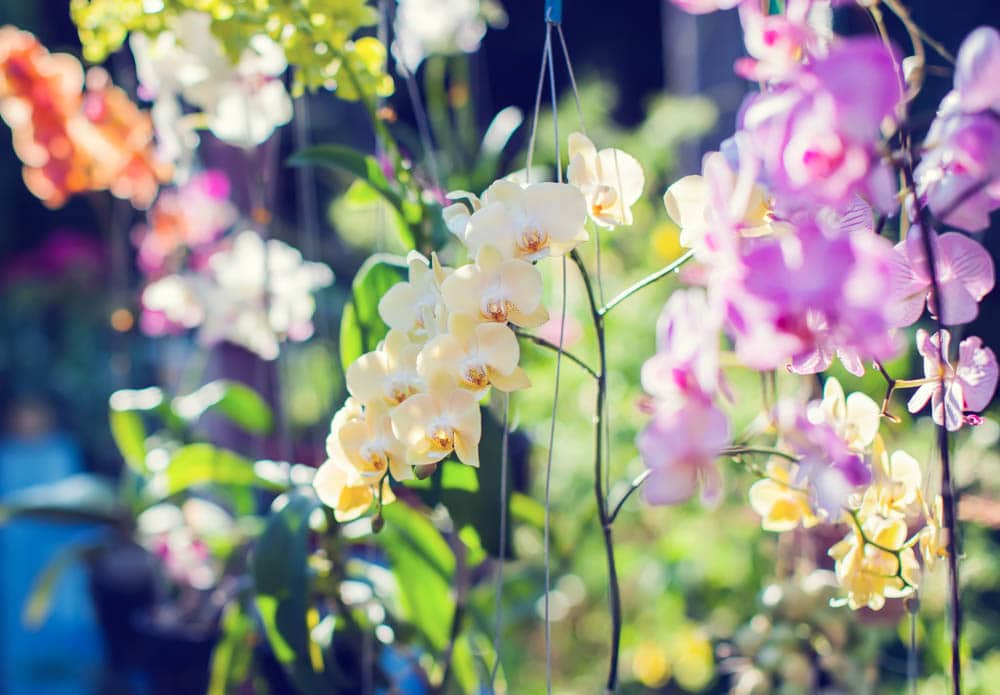 orchids coastal georgia botanical gardens savannah georgia